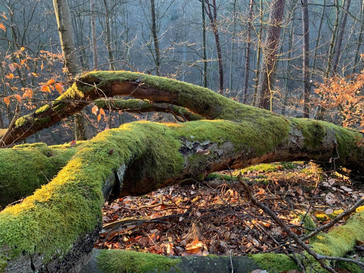 Agroturystyka Gesiniec Stare Osieczno Экстерьер фото